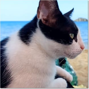 Cat on the Beach Posters and Art